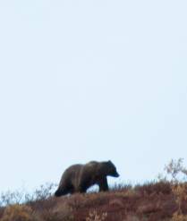 Um enorme grizzly macho caminha pelo Denali National Park, no Alaska